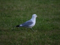 IMG_0629.JPG