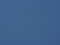 IMG_4224.JPG