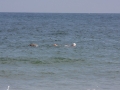 IMG_9917.JPG