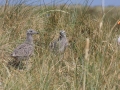 IMG_9952.JPG